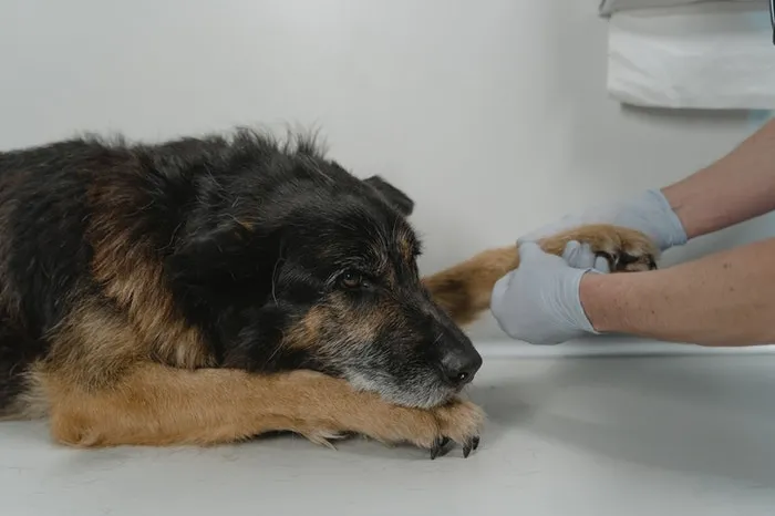 Dog at the vet